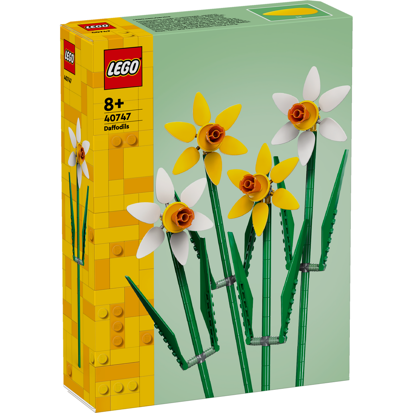 Daffodils 40747