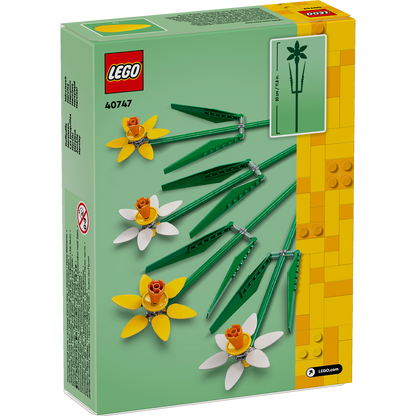 Daffodils 40747