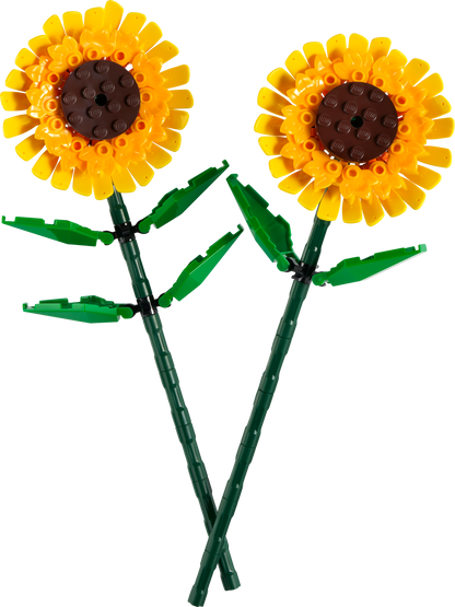 Sunflowers 40524